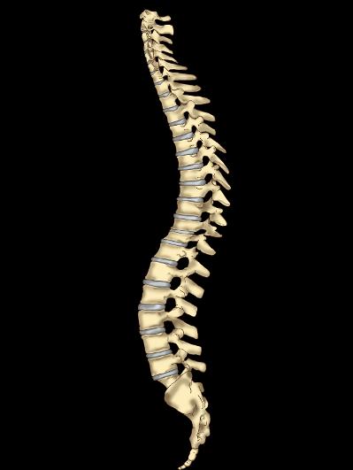 spine or chiropractor or therapist logo design 